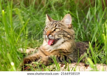 Similar – Image, Stock Photo tabby maine coon cat meowing looking at camera outdoors