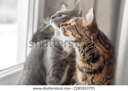 Similar – Image, Stock Photo two cats sitting on wall, facing each other and arguing