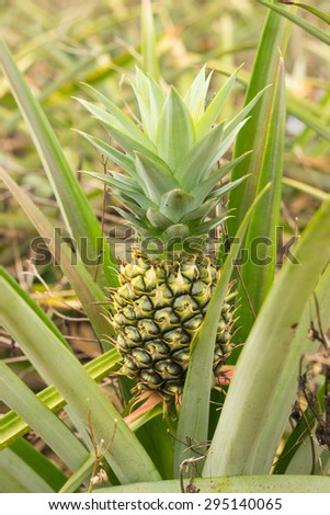 Pineapple to be young in clump inside farm,