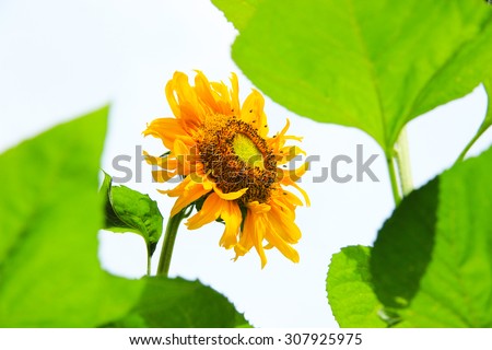 Sunflower notch petal breed in Thailand.