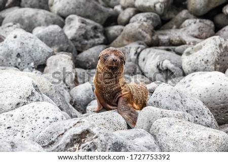 Similar – Foto Bild Cute Frigate Bird Cubs in the Galapagos Islands