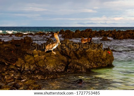 Similar – Foto Bild Cute Frigate Bird Cubs in the Galapagos Islands