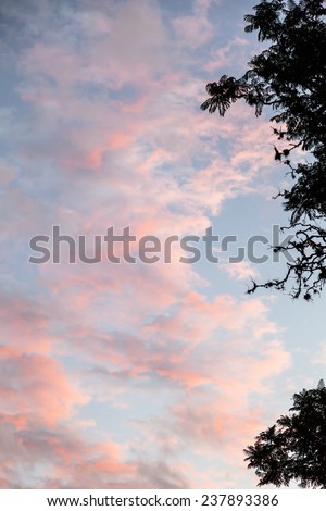 Clouds pink orange and red tones on a blue sky framed by exuberant tree branch even side