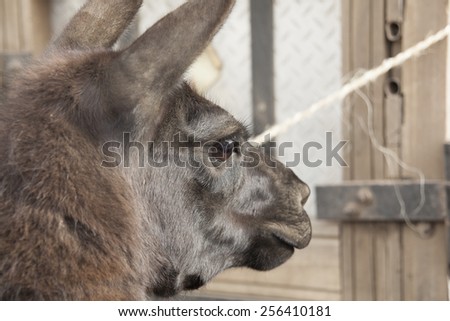 Head of llama (Lama glama) is a South American camelid, widely used as a meat and pack animal by Andean cultures since pre Hispanic times. Ecuador