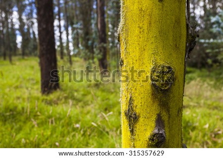 Eucalyptus tree trunk with yellow moss