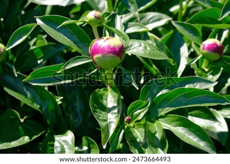 Image, Stock Photo bud of peony just before development