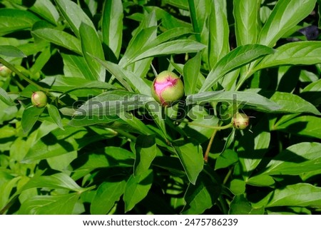 Similar – Image, Stock Photo bud of peony just before development