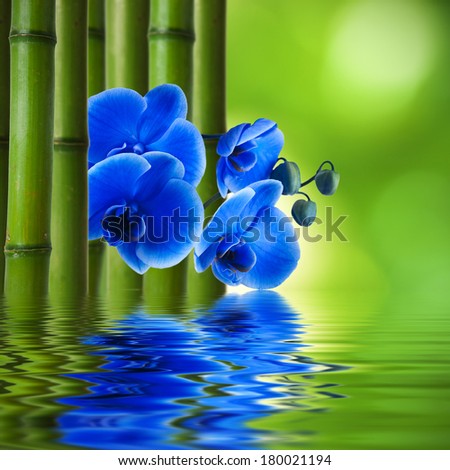 orchid flower with bamboo and reflection in water