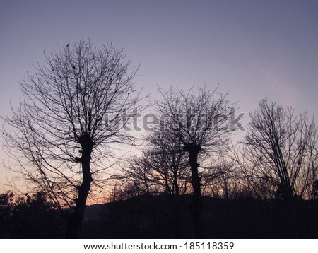 trees and nature landscape in backlit sunset