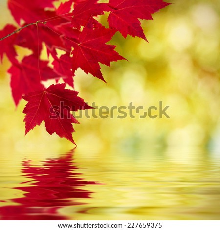 natural background of autumn leaves, natural backgrounds