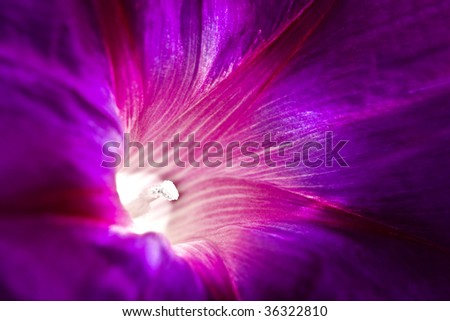 macro of purple flowers