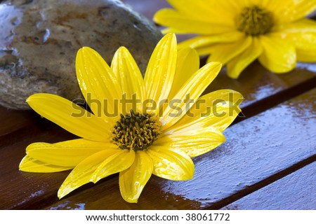 yellow flowers and wood, natural treatment