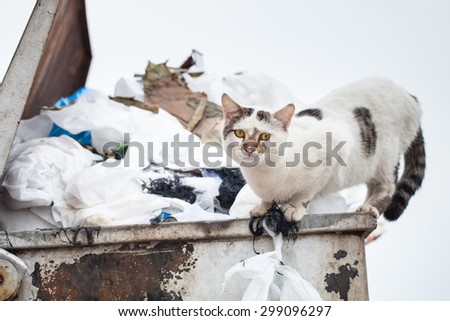 Homeless street hungry cat finding food in the rubbish