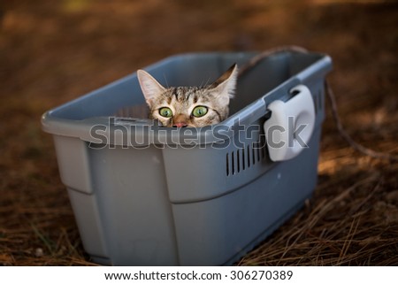 Cute little frightened cat sitting in her box and looking, outdoor