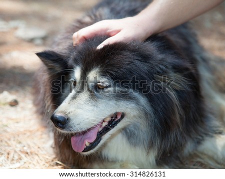 Cute black street dog, human hand flattering its head