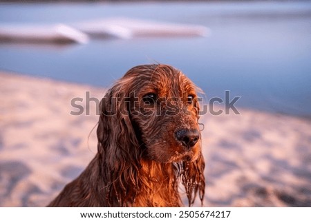 Similar – Foto Bild Gassigehen mit Cocker spaniel