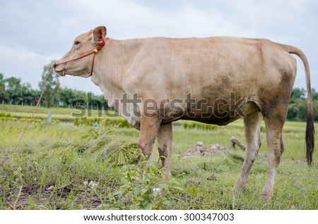a bull with a meadow on his back