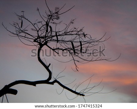 Similar – Foto Bild Weihnachtsstern im kahlen Baum im Winter