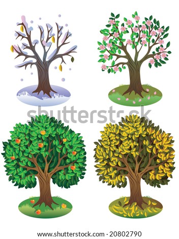 Tree During Different Seasons Of Year Stock Vector Illustration ...