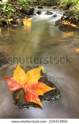 Photo which characterizes the season of the autumn with a dead leaf which rests(bases) on the bed of a brook / Autumn sheet(leaf)