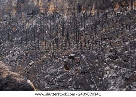 Similar – Image, Stock Photo Forest after fire in Brandenburg X