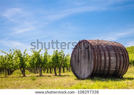 Italy, Tuscany region,  Chianti area. Chianti wineyard during a sunny day of summer