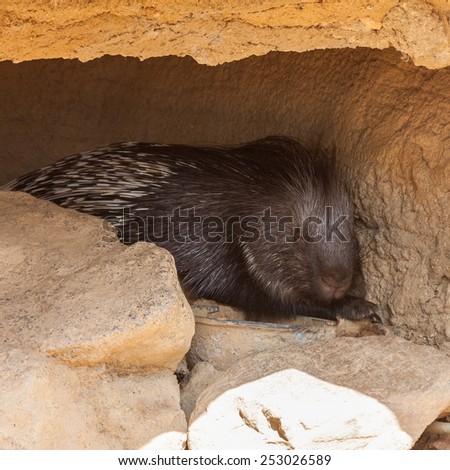 Huge porcupine sleeping in shadow during a hot day