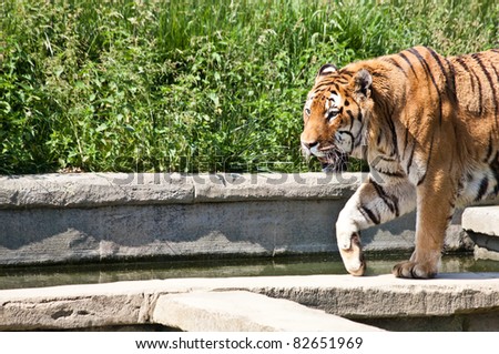 The tiger (Panthera tigris), a member of the Felidae family, is the largest of the four \