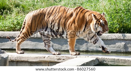 The tiger (Panthera tigris), a member of the Felidae family, is the largest of the four \