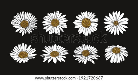 Collection of daisy flower with ink style vector 