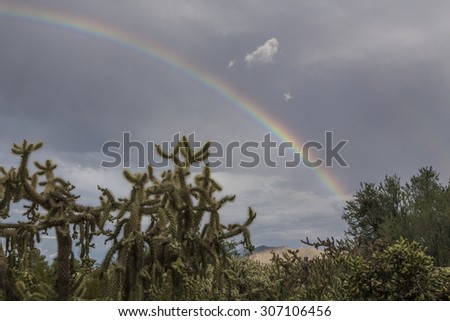 Rainbow with cholla in the foreground/Desert Rainbow/Rainbow with cholla