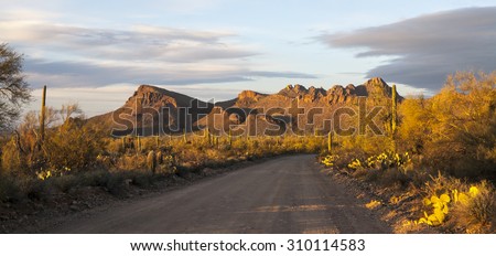 Dirt road in Saguaro National Park west/ Saguaro National Park road/ The glory of Saguaro National Park West near sunset