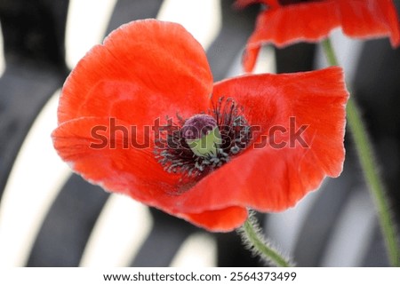 Similar – Image, Stock Photo poppy flower Capsule Poppy