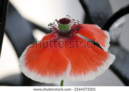 Similar – Image, Stock Photo poppy flower Capsule Poppy