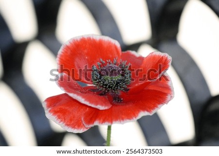 Similar – Image, Stock Photo poppy flower Capsule Poppy