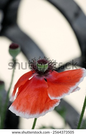 Similar – Image, Stock Photo poppy flower Capsule Poppy