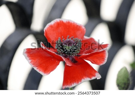 Similar – Image, Stock Photo poppy flower Capsule Poppy