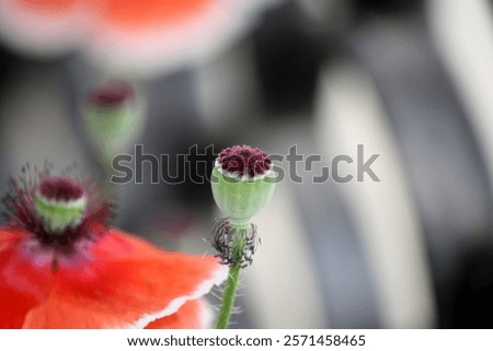 Similar – Image, Stock Photo Pink poppy flower after rain in the garden. Flower head with water drops in full bloom, close-up.