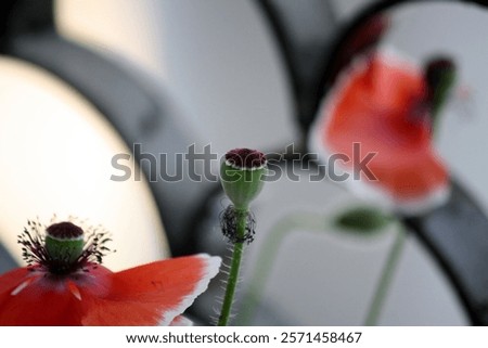 Similar – Image, Stock Photo Pink poppy flower after rain in the garden. Flower head with water drops in full bloom, close-up.