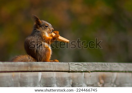 Hungry squirrel eating funny human\'s food.