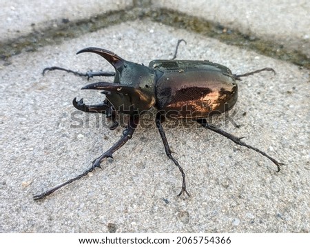 Badak kumbang KliknClean