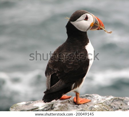 Puffin stood on a rock on the Farne Islands, with a piece of nest material in its mouth.  An out of focus sea in the backgrounds.
