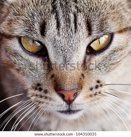 Portrait of a striped cat outdoor