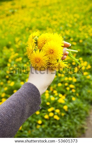 dandelions in the hands of men on the background field of dandelions