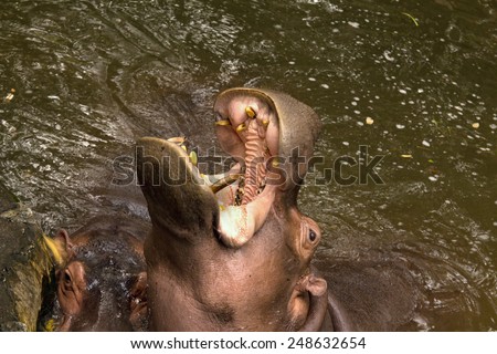 Young hippopotamus. Hippopotamus amphibius with open mount in water, South Africa
