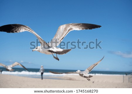 Similar – Image, Stock Photo #AS# flying away Seagull