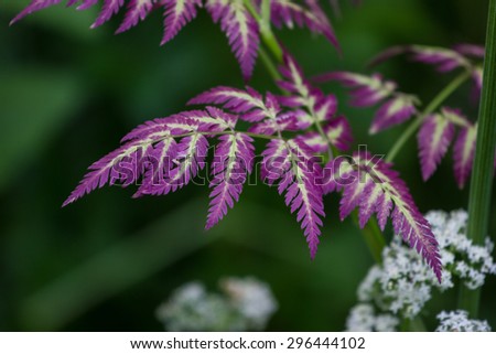 beauty violet leaves of wild bush on the blur background