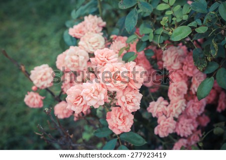 Pink roses vintage