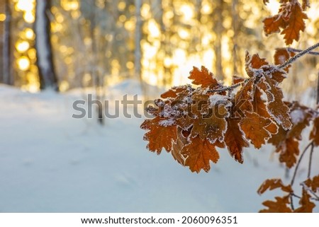 Similar – Image, Stock Photo Oak in winter light Fog