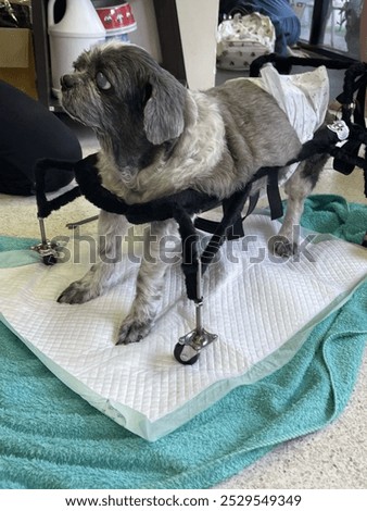 Similar – Image, Stock Photo Disabled dachshund in a wheelchair running outdoors